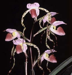 Paph.stonei‘East River'