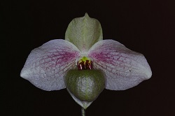 Paph.Mem. Larry Heuer‘Extra'