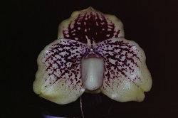 Paph.leucochilum‘C. R. Wing'