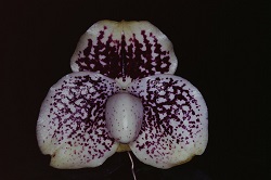 Paph.leucochilum‘C. R. Mica'