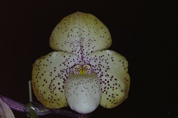 Paph.concolor‘Star Garden'