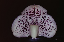 Paph.leucochilum‘Shally'