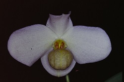 Paph.emersonii‘Tsukude'