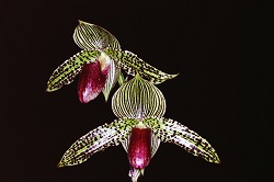 Paph.Iantha Stage‘Koraku'