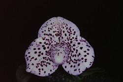 Paph.bellatulum f. chlorophyllum‘Ohnohara'