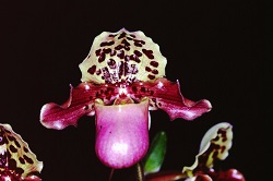 Paph.henryanum‘Candor'