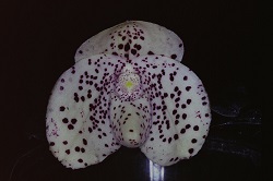 Paph.wenshanense ‘Emori’