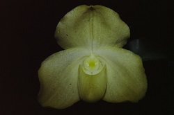 Paph.wenshanense f. album ‘N. Nakamura’