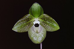 Paph.maripoense ‘Emori’