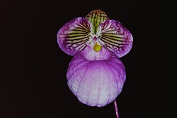 Paph.micranthum ‘Toyoda’