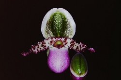 Paph.liemianum ‘Kagawa’