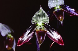 Paph.wardii ‘J. U. Wonder’ 