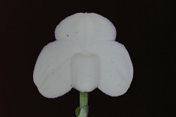 Paph.Sunshine Glory‘C. R. Angei’