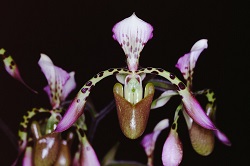 Paph.haynaldianum ‘N. Yumi’