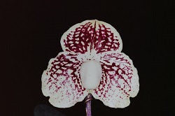 Paph.Paph.leucochilum ‘Cape Rock Corona’