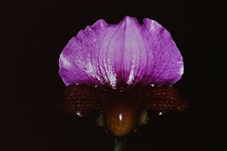 Paph.charlesworthii ‘Omoteyama’