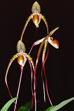 Paph.Angel Hair ‘Cape Rock’