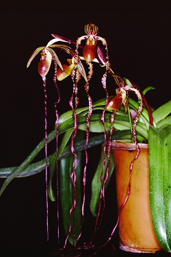 Paph.sanderianum ‘East River’