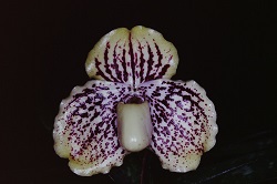 Paph.leucochilum ‘C. R. Leopard’