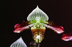 Paph.venustum ‘Rargi’