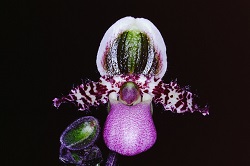 Paph.liemianum‘Higashitani’