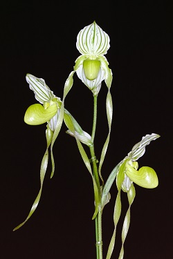 Paph.philippinense f. aureum‘Mont Blanc’