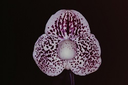 Paph.S. Gratrix‘World Cup’