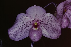 Paph.Vanda M Pearman‘Loyal Pink’