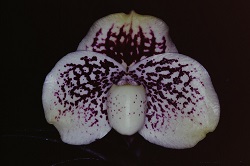 Paph.leucochilum‘Cape Rock Jupiter’