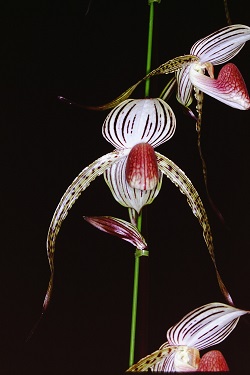 Paph.Lady Isabel‘Sublimity’