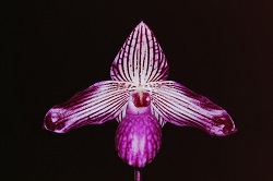 Paph.Gloria Naugle‘Red River’