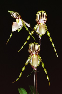 Paph.praestans‘Yashima’