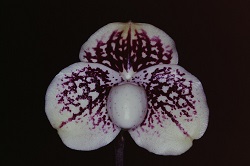 Paph.leucochilum‘Cape Rock Venus’