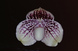 Paph.leucochilum‘Cape Rock Mars’