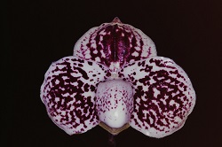 Paph.godefroyae‘Red Applause’