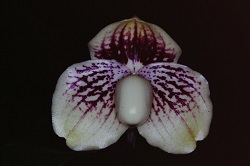 Paph.leucochilum‘C. R. Mercury’