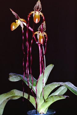 Paph.Michael Koopowitz‘Hide’