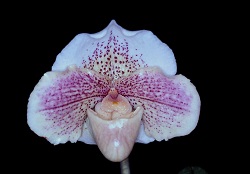 Paph.Pink Jade‘Pink Lady’