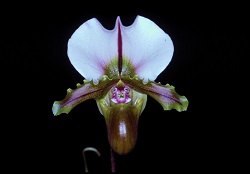 Paph.supicerianum‘Robin’