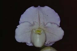 Paph.Porcelain Treasure‘Keiko’