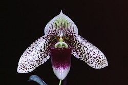 Paph.Evelyn Rollke ‘Nishiharu’