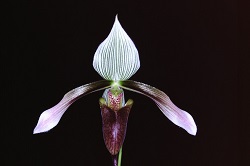 Paph.dayanum ‘June’