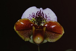 Paph.Great Pacific ‘Penn Valley’