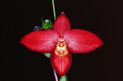 Phrag.Inca Fire ‘Ranfan’