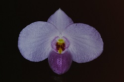 Paph.delenatii ‘Psalm’