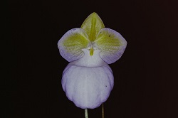 Paph.micranthum f. album‘N. Nakamura No4’