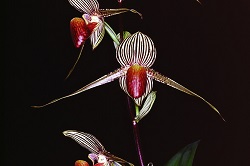 Paph.rothschildianum ‘Mt. Hiruzen’