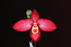 Phrag.Inca Fire ‘Hanakage’