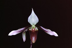 Paph.dayanum ‘Spring Mist