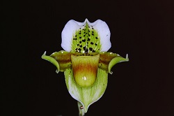 Paph.exul ‘Applause’
